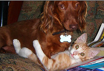 More Interspecies Indiscretion!